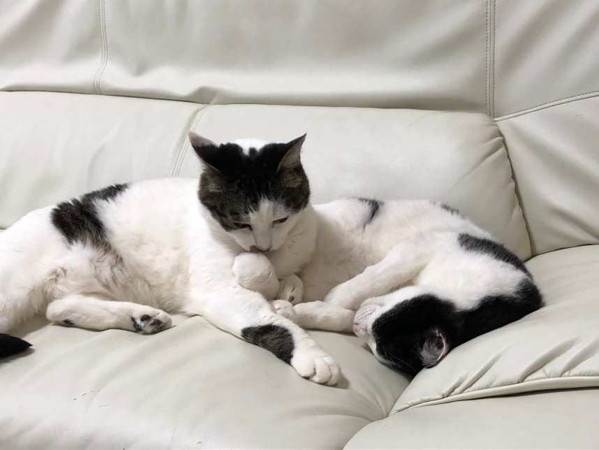 ５月５日は「子供（キッズ）」と「傷（キズ）」をかけて、２０１７年に日本創傷外科学会が「キ（ッ）ズケアの日」として申請し認定された日でもあります。はっきり言ってダジャレです、が、オオマジメです。お子さんは常日頃からケガをする機会にあふれています。特に最近の外出自粛の風潮で、溜まったストレスが家の中で爆発・大暴れして、家の中でも傷だらけ、ってこともありますよね？いまは連休中で空いている病院も限られていますので、応急処置について。院長風解体新書に～「ケガ」や「ヤケド」の応急処置～　という